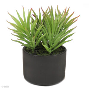 Mona Succulent in Black Pot, 5in