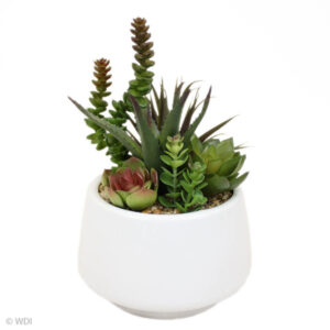 Luna Succulent in White Pot, 8in