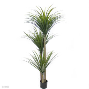 Yucca Tree, 6ft