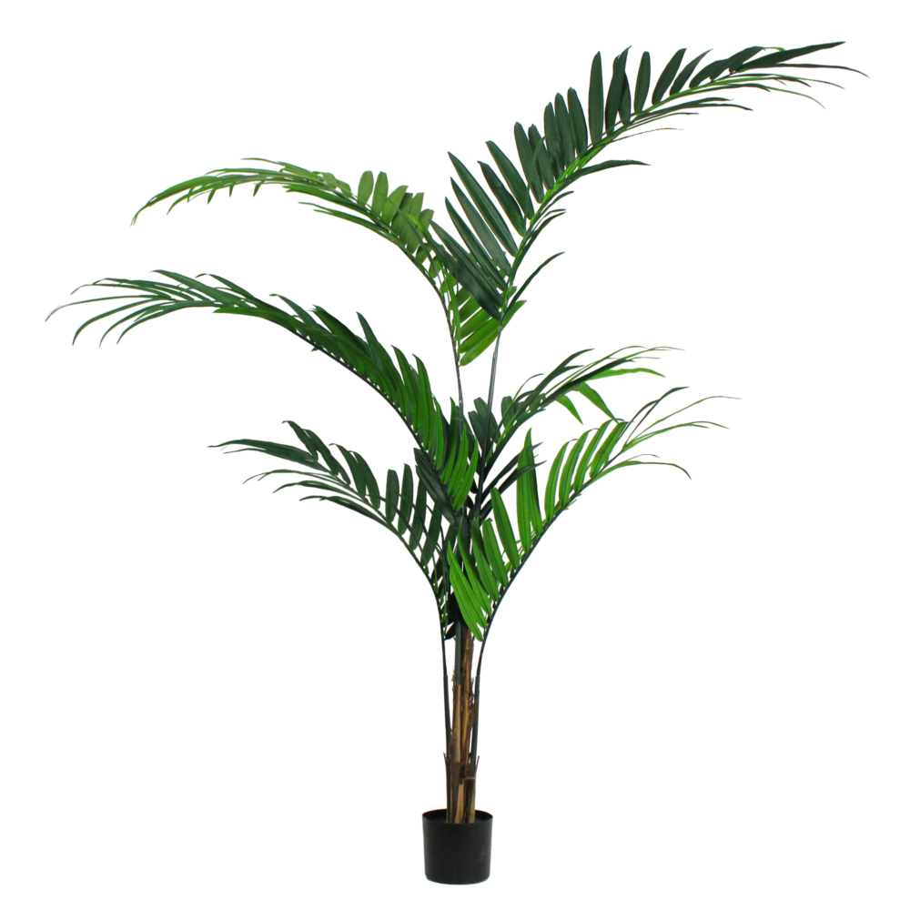 Unpotted Palm Kentia, 7ft