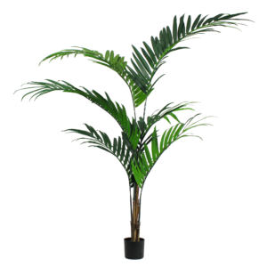 Palm Kentia, 7ft