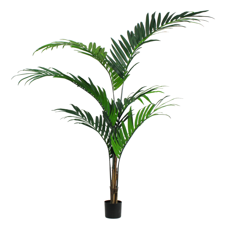 Palm Kentia, 7ft