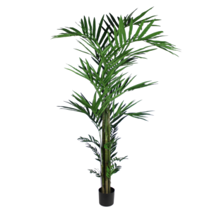 Palm Kentia, 8ft
