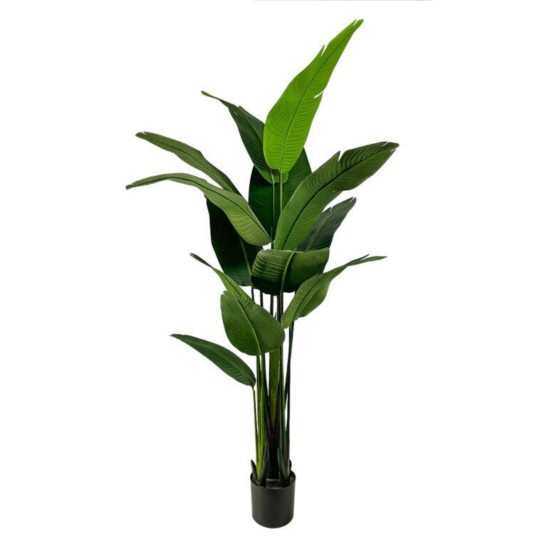 Palm Travelers Unpotted, 7ft
