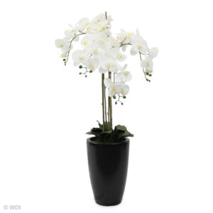 Kairos Orchid in Black Pot, 4ft