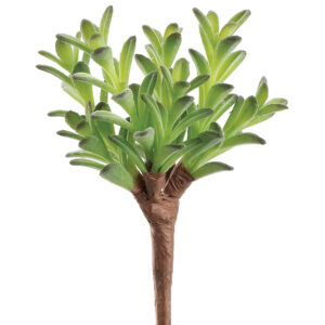 Donkey Tail Bush, 7in