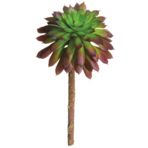 Echeveria Pick, Green/Purple, 5in