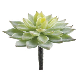Echeveria Mini Pick, 4.75in