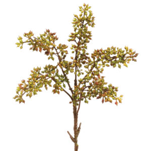 Sedum Pick, 12in