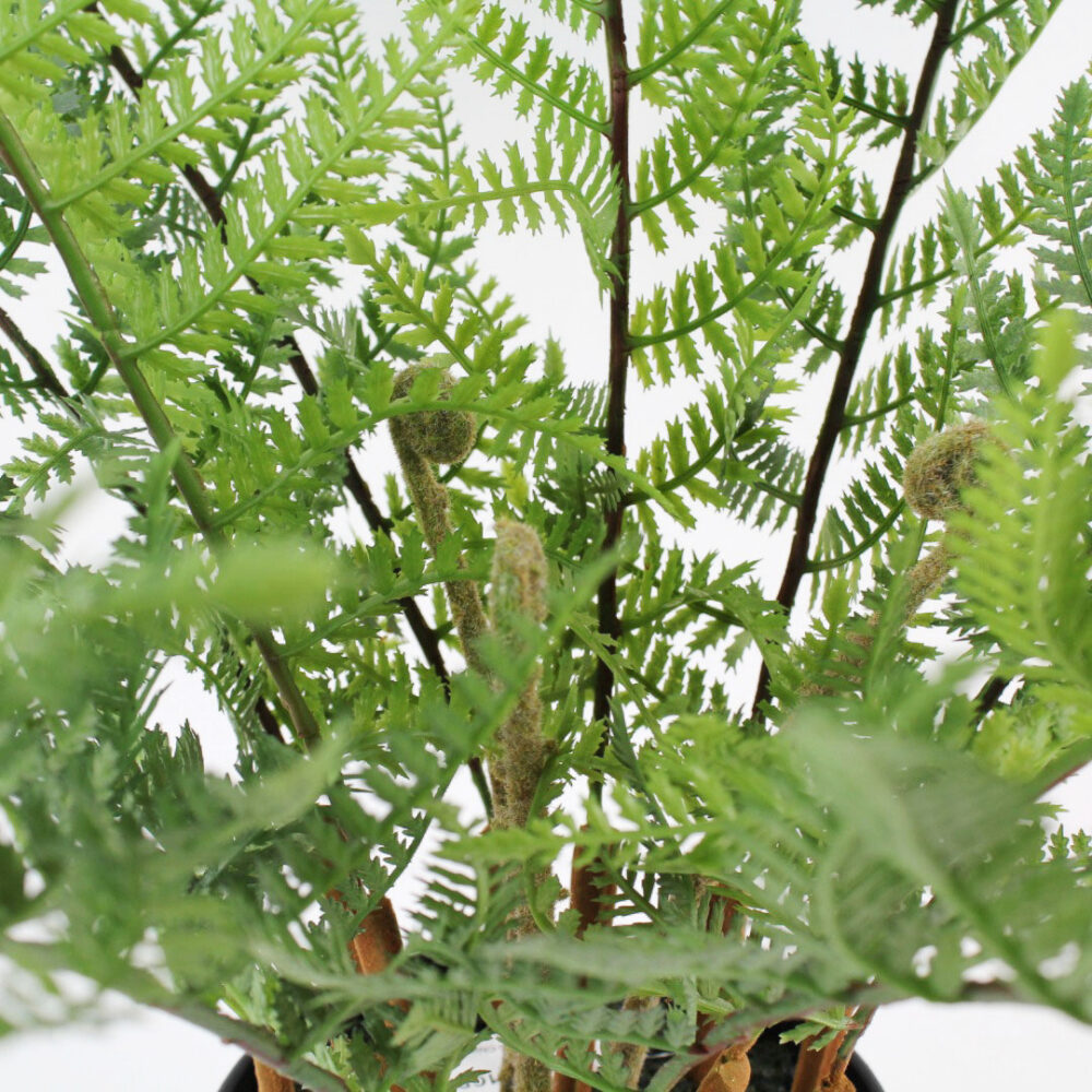 Fern Plant, 29in - Image 4