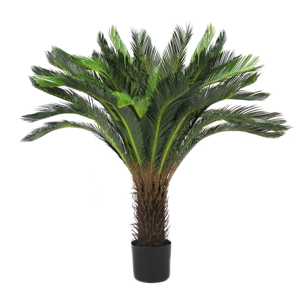 Unpotted Cycas Plant, 40in