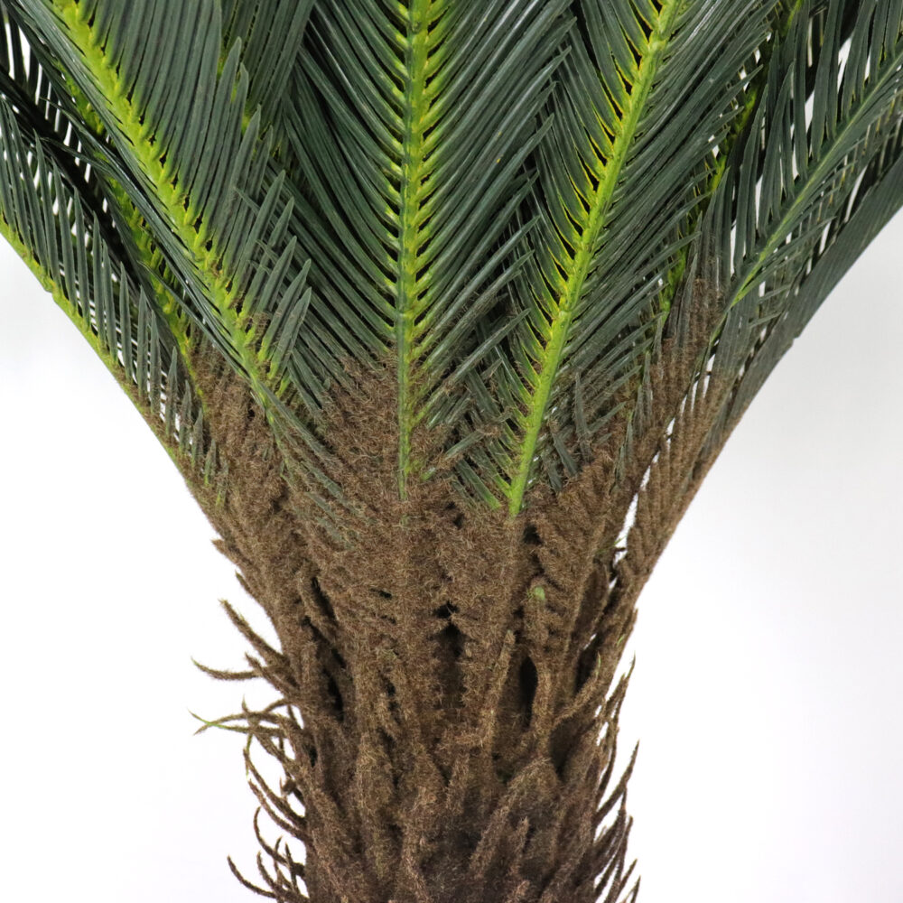 Unpotted Cycas Plant, 40in - Image 3