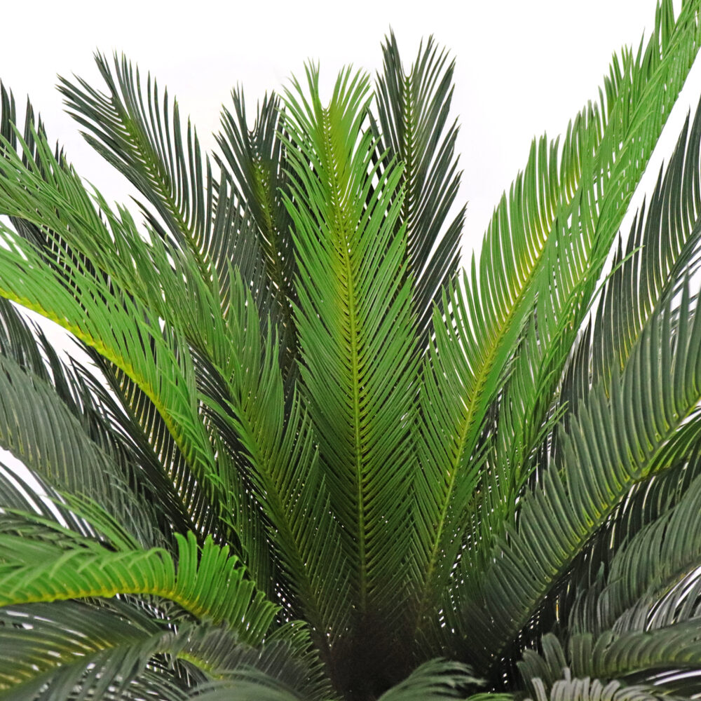 Unpotted Cycas Plant, 40in - Image 2