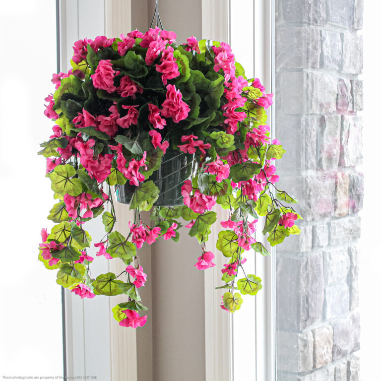 Geranium Hanging Basket, Fuchsia