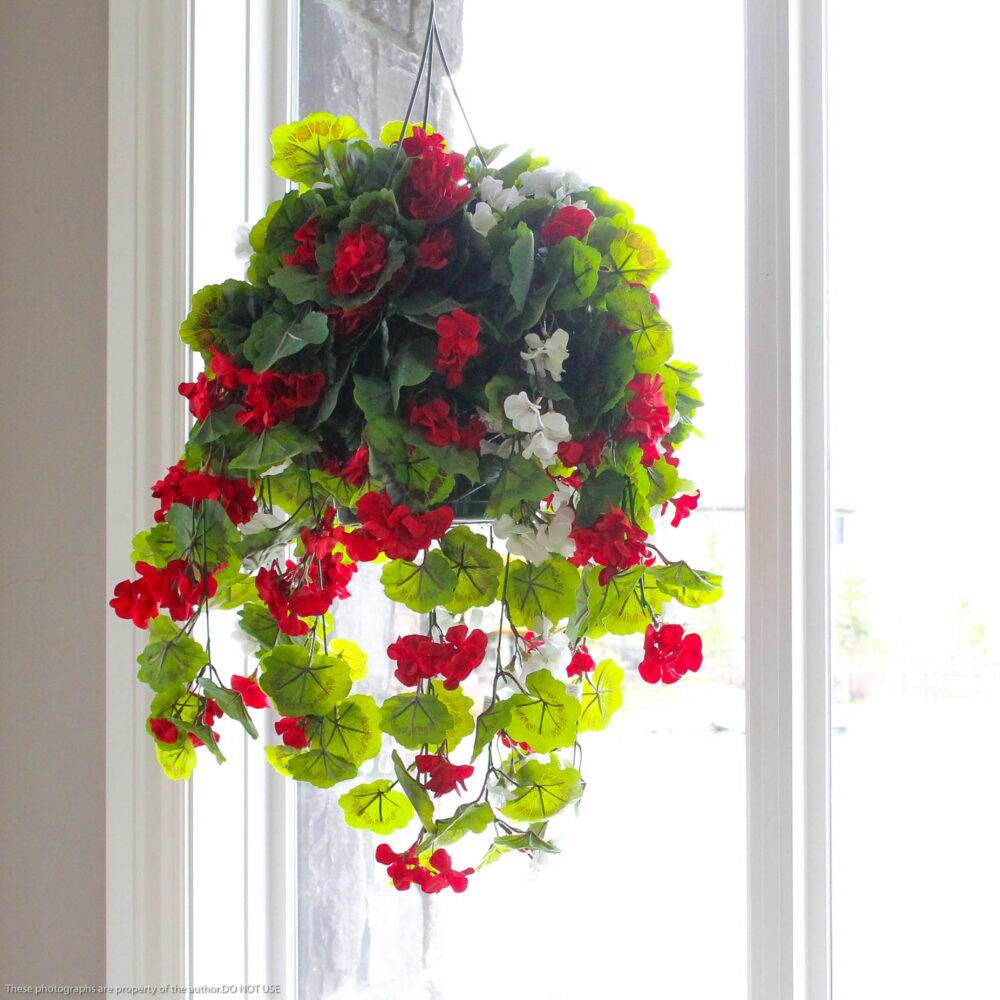 Geranium Hanging Basket, Red & White