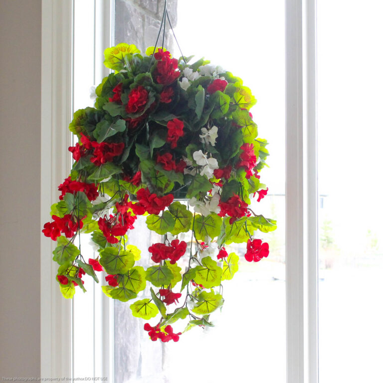 Geranium Hanging Basket, Red/White