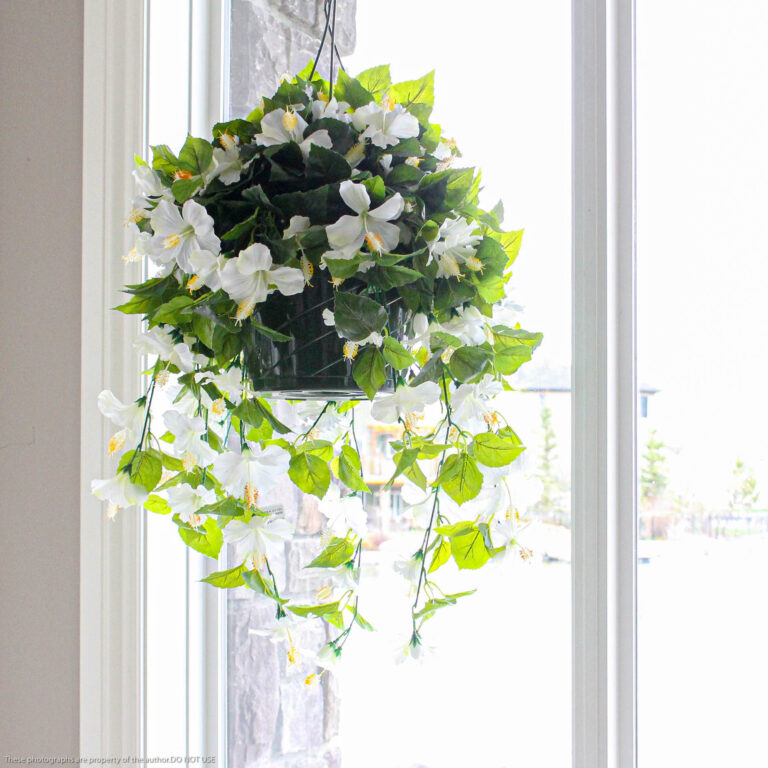 Hibiscus Hanging Basket, Wakiki White