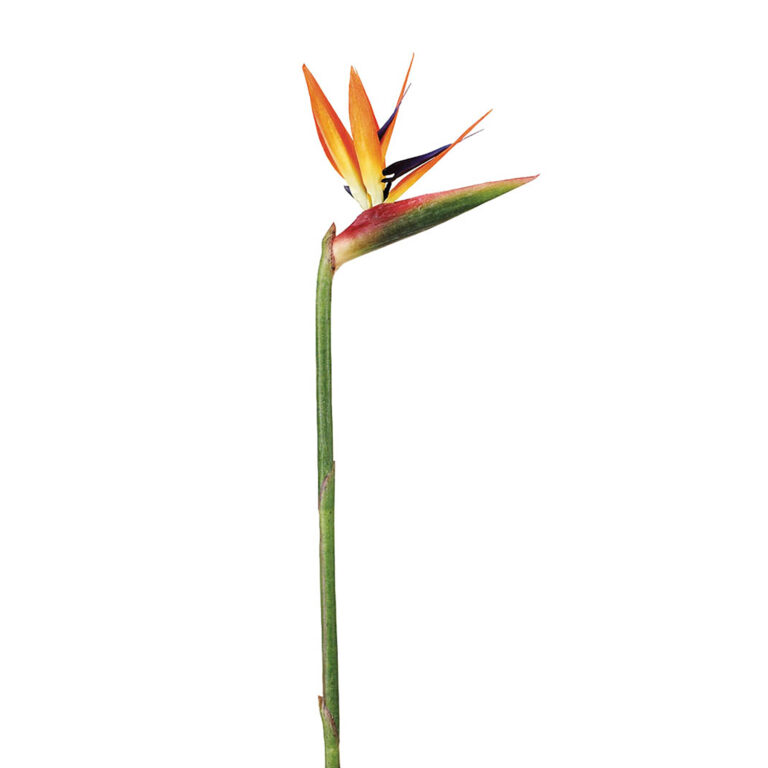 Bird of Paradise Spray, Natural, 31in