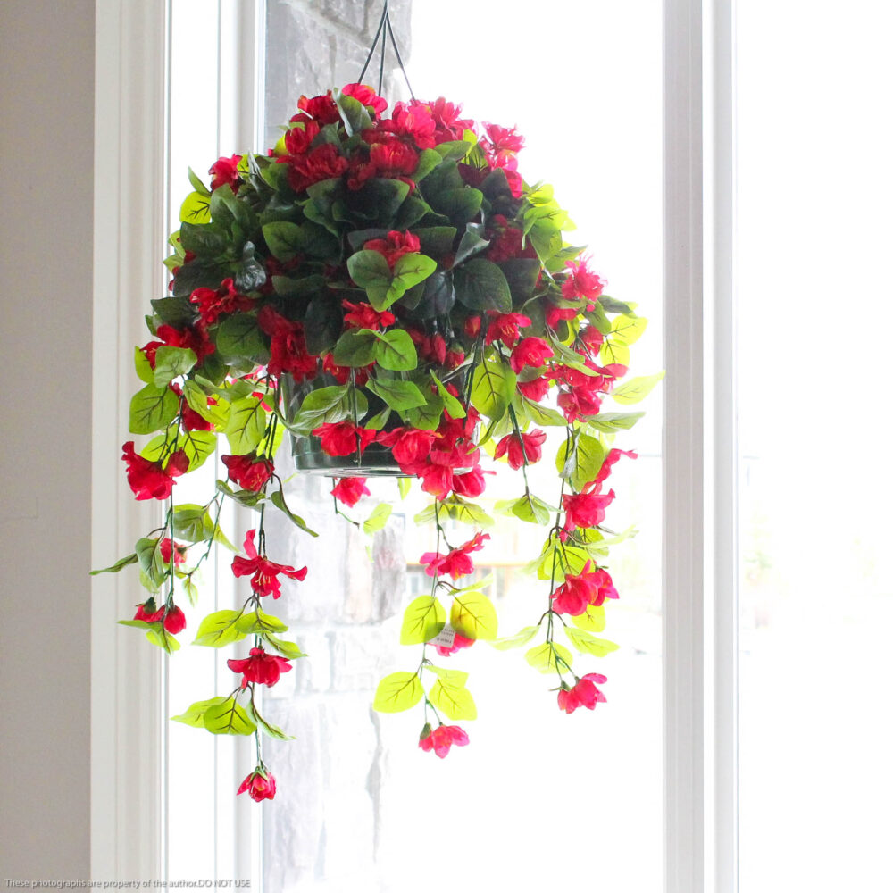 Azalea Hanging Basket, Red