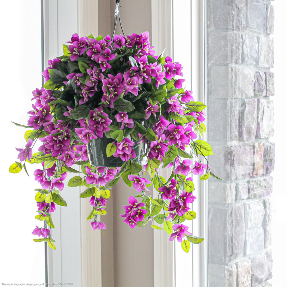 Bougainvillea Hanging Basket, Purple