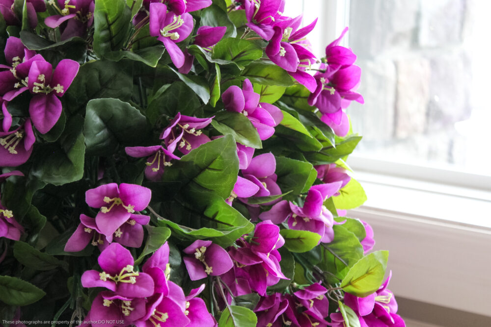 Bougainvillea Hanging Basket, Purple - Image 2