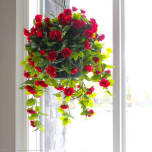 Camelia Hanging Basket, Red