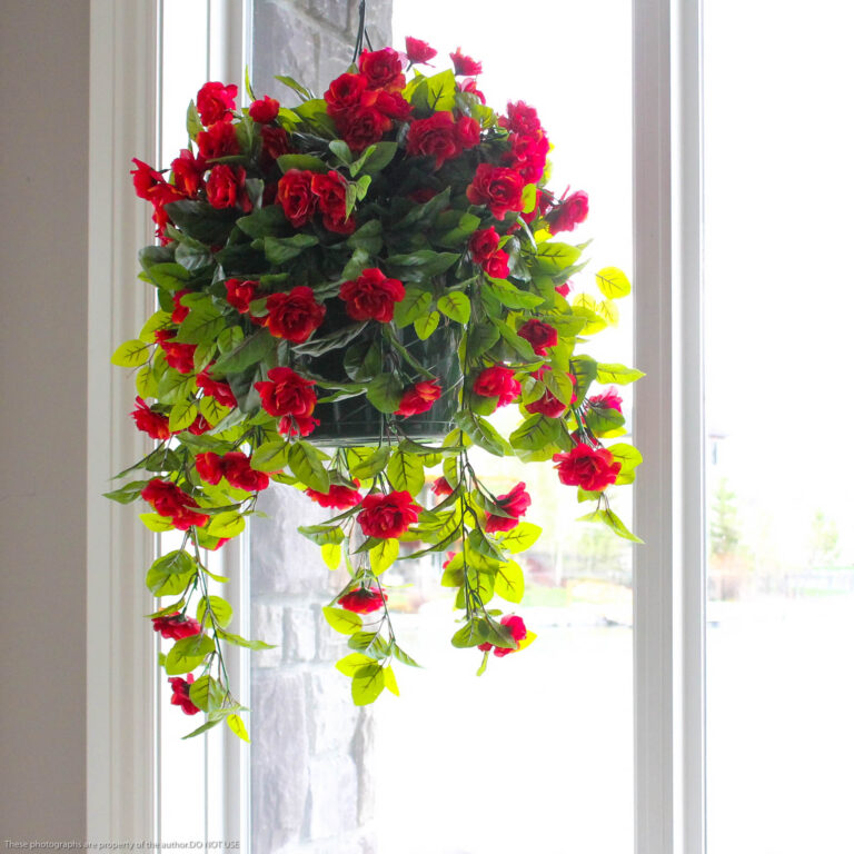 Camelia Hanging Basket, Red