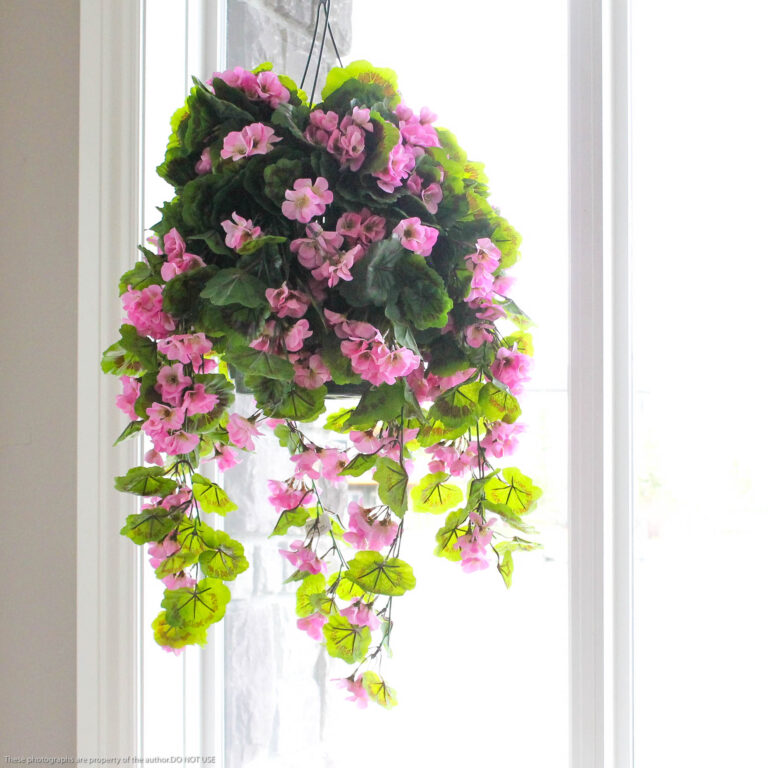 Geranium Hanging Basket, Pink