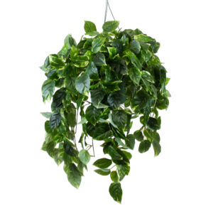 Pothos Hanging Basket, Green