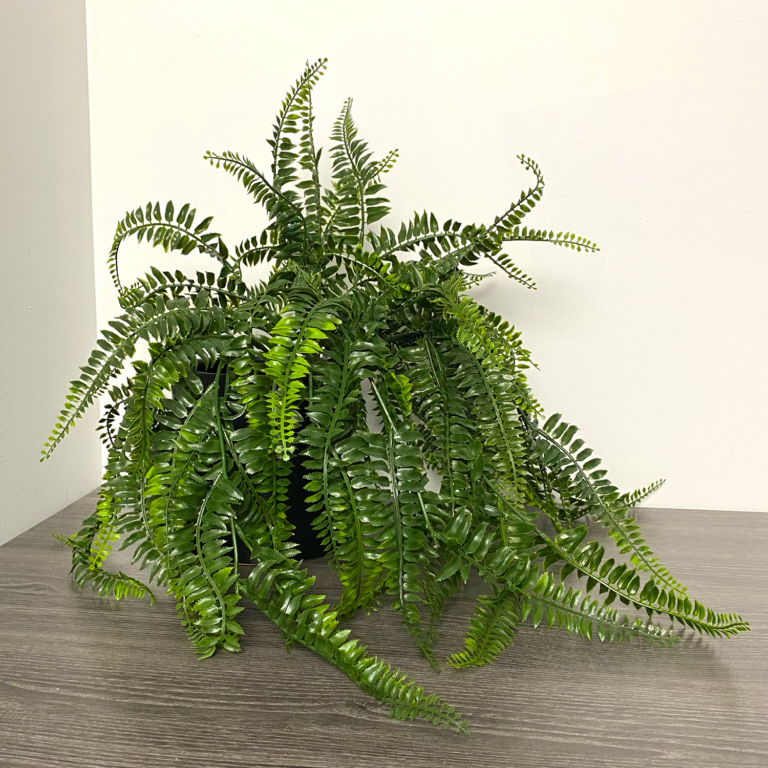 Boston Fern Vine, Dark Green, 23.5in (UV)