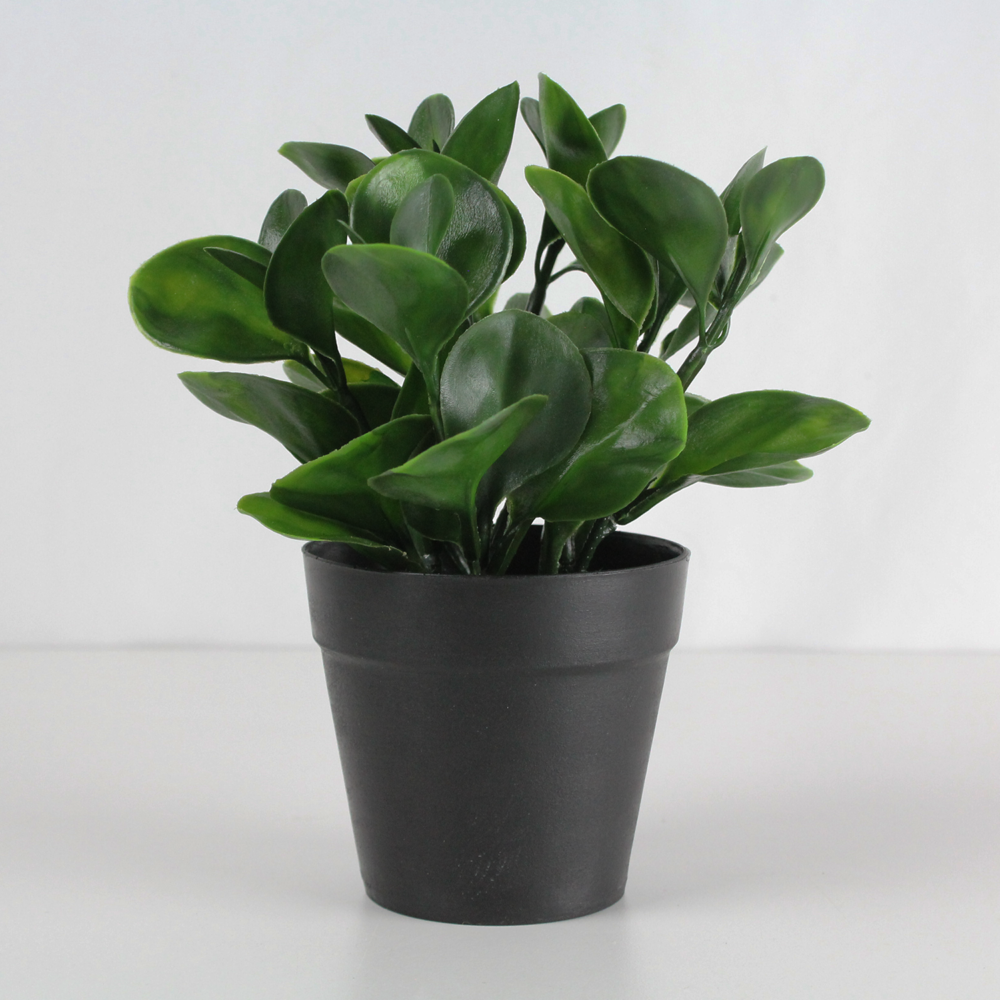 Luis Mini Ficus Plant, 8.5in (UV)