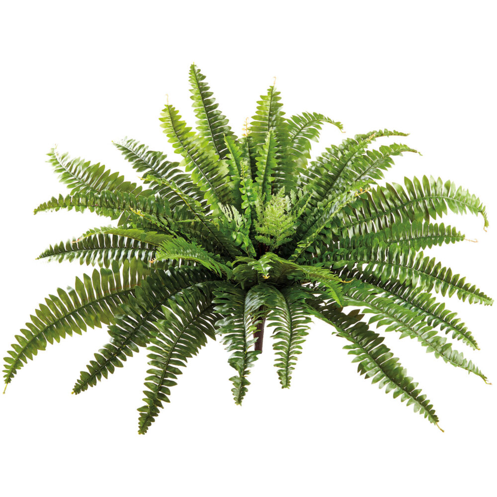 Boston Fern, 23in