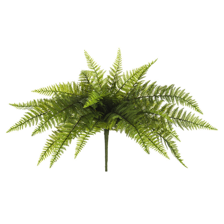 Leather Fern Bush, 20in