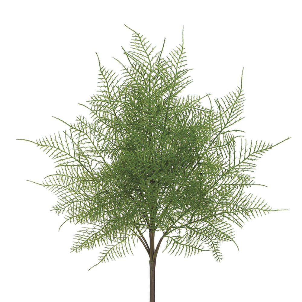 Lace Fern Bush, 20in