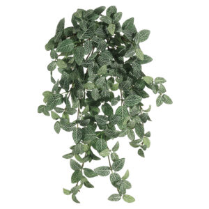 Fittonia Hanging Bush, 20in