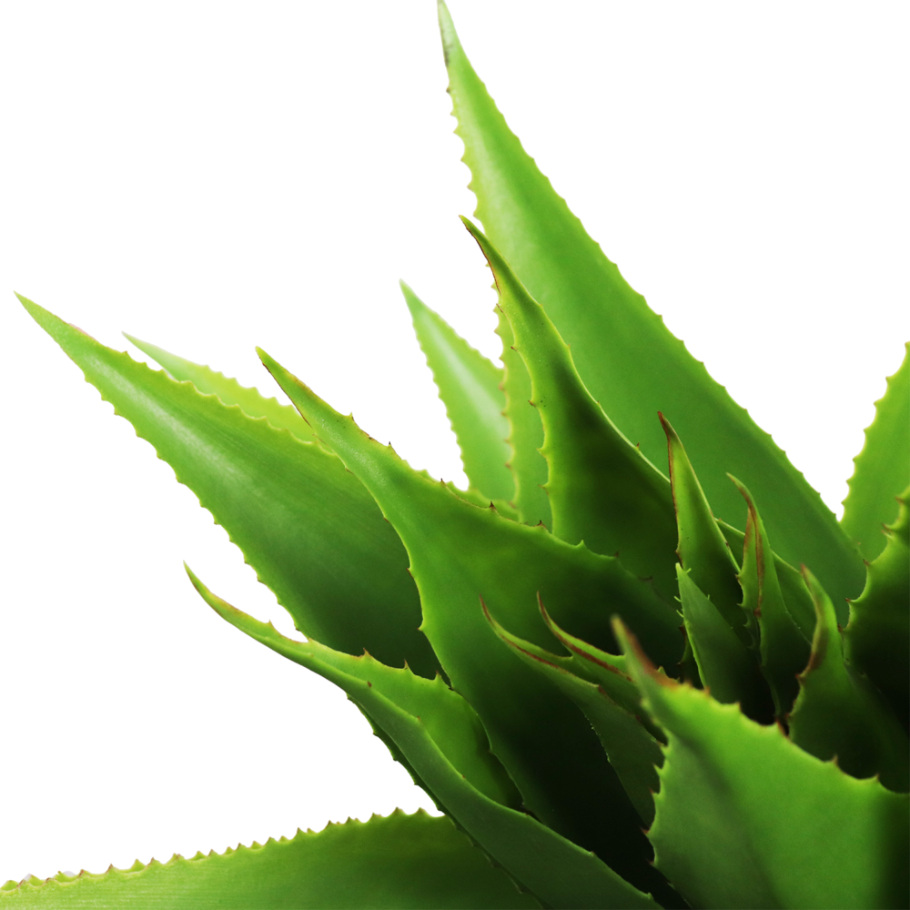 Agave Pick, Light Green, 17in - Image 3