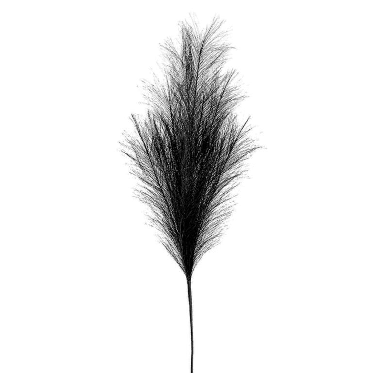 Pampus Grass, Black, 30in