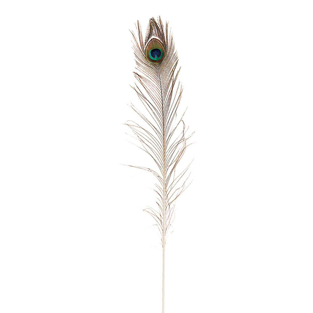 Peacock Feather