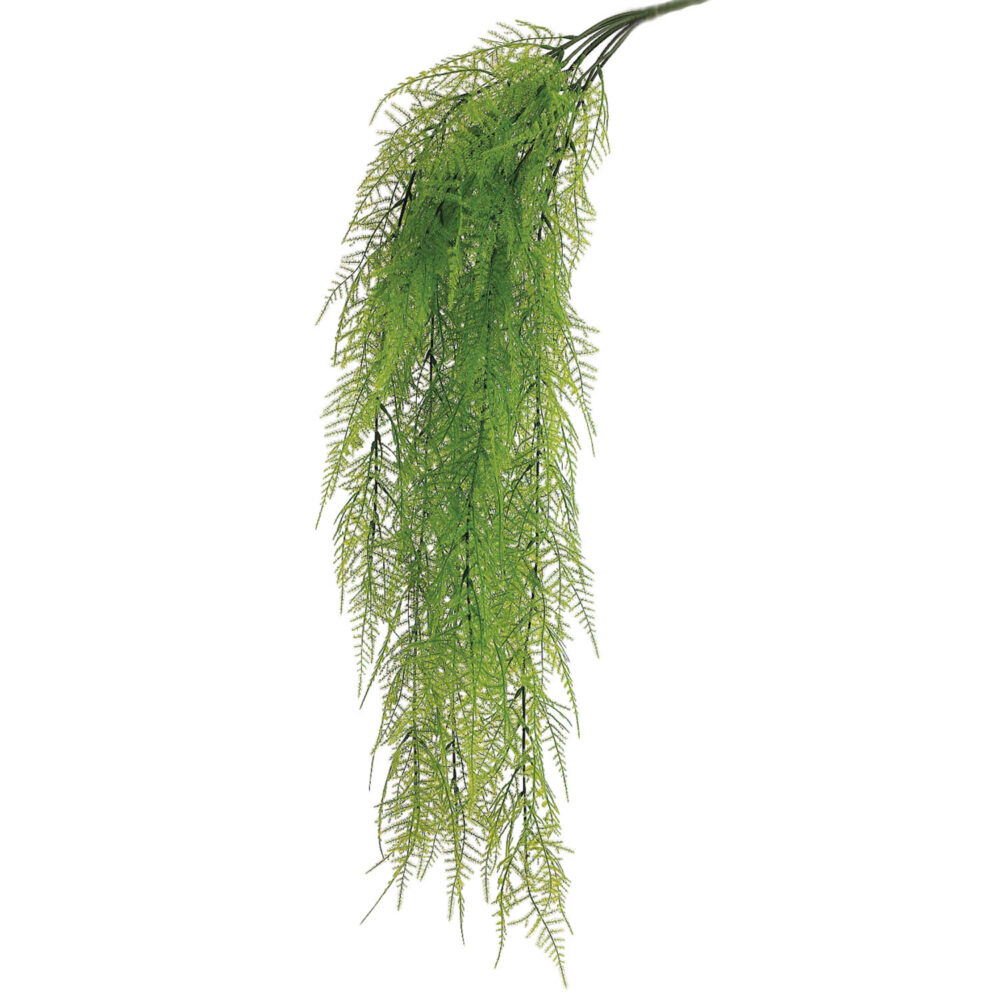 Asparagus Fern Hanging, 33in