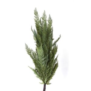Bushy Teardrom Cedar Stem, 32in
