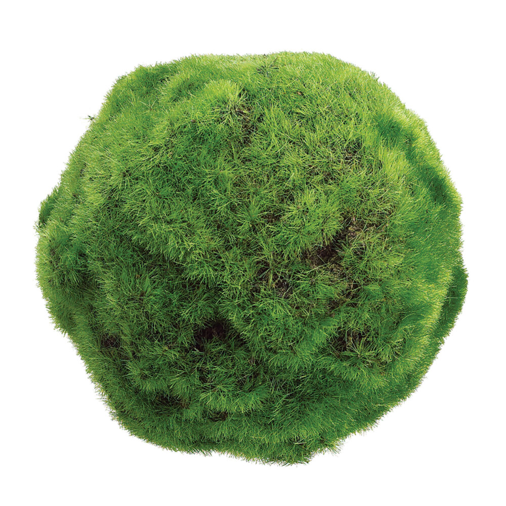 Moss Ball, 5in