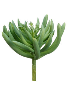 Aeonium Spike Succulent Stem, Green/Grey, 6in