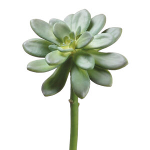 Echeveria Succulent Stem, Green, 10inm
