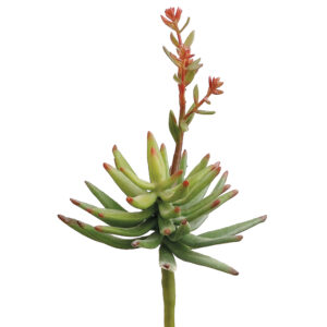 Flowering Aeonium, Green, 10in
