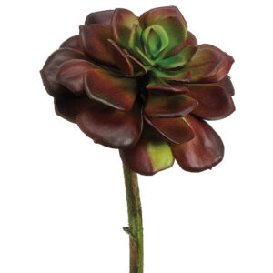 Echeveria, Green/Burgundy, 8in