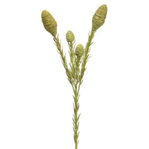 Leucadendron Plant Stem, Green, 22in