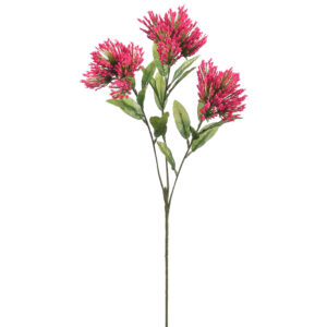 Lions Tail, Pink, 24in
