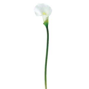 Lily Calla, White, 21in
