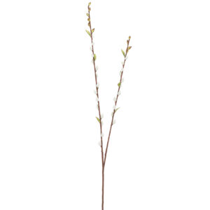 Pussy Willow Spray, 36in
