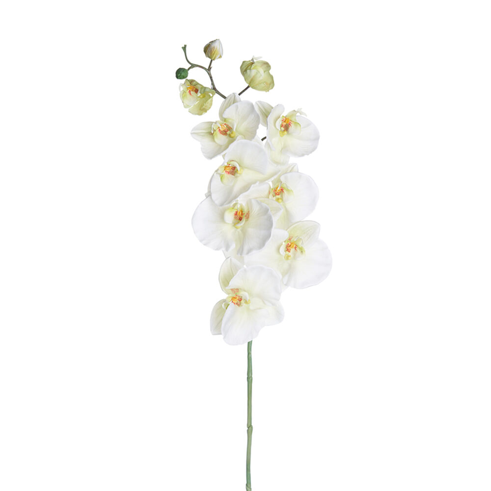 Phalaen Orchid, White, 38in